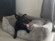 Labrador Schäferhund mix - Westerburg
