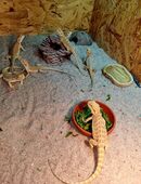 Bartagame Jungtiere ( pogona vitticeps) in 67591
