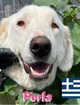 Perla, 05/22 - Schönheit sucht Familie - Heppenheim (Bergstraße)