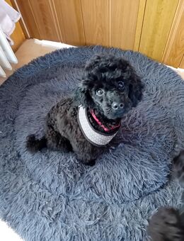 Zwergpudel-Welpen - Schwarzenborn (Hessen)