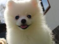 Zuckersüße Pomeranian Zwergspitz Welpen mit Ahnentafel können ins neue Heim ziehen - Eichenzell