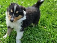 Wunderschöne Tricolour Collie-Welpen mit liebevoller Aufzucht - Wingst