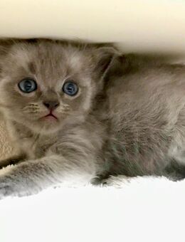 Wunderschöne und zauberhafte Waldkatzen-Kitten - Aarau