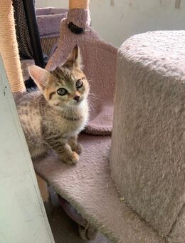 Zuckersüße Samtpfoten - Berlin Reinickendorf