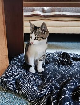 Katzenbaby - Melle