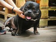 Deckrüde! Exotic Bully / Muscle tone Bullies - Berlin Mitte