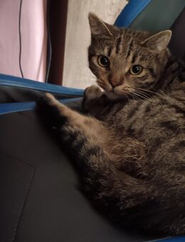 Liebe volle Katze abzugeben - Clausthal-Zellerfeld