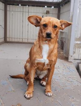 Herzensdame Bella sucht ihr Zuhause (E) - Ludwigshafen (Rhein)