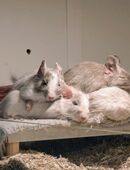 Zahme Degu Mädels Gruppe abzugeben, Schoko Schecke in 35085