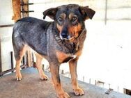 Kuki sucht ein Zuhause - München
