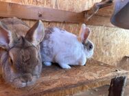 Hasen Familie, Mutter und Sohn - Kaninchen - Algermissen