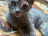 Kitten BKH / Türkische Angoramix - Berlin Steglitz-Zehlendorf