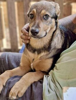 Jessy sucht liebe Menschen - Koblenz