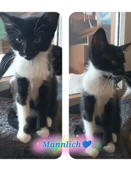 Babykätzchen sucht für-immer zuhause🩷 - Mühldorf (Inn) Zentrum