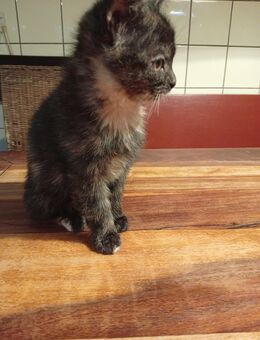 BKH Mix Kitten 12 Wochen - Bleckede