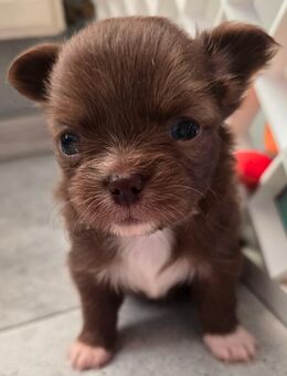 Mini Pfoten auf großer Mission - Unsere Chihuahua Welpen sind da - Großengottern