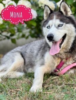 Mona die Wundervolle - Flörsheim-Dalsheim