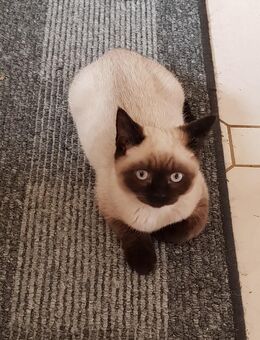 4 Britisch Kurzhaar kitten - Borkow