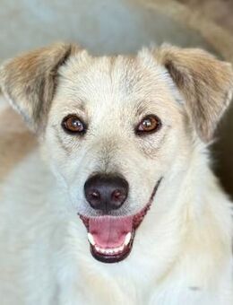 Lumi, 3 Jahre, lieb und Menschen bezogen - Bochum