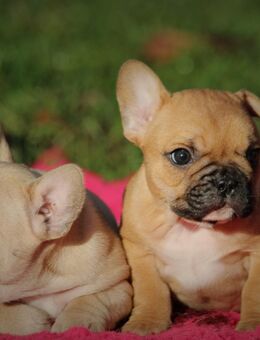 Französische bulldogge welpen - Eisenberg (Thüringen)
