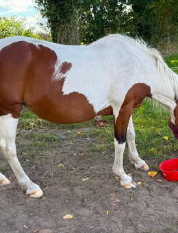 Suche Reitbeteiligung - Neustadt (Rübenberge)