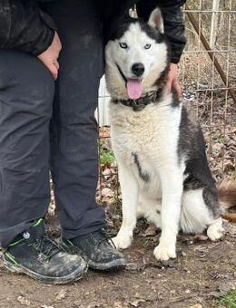 Mochikan Husky Rüde 4 Jahre alt in HU - Reutlingen