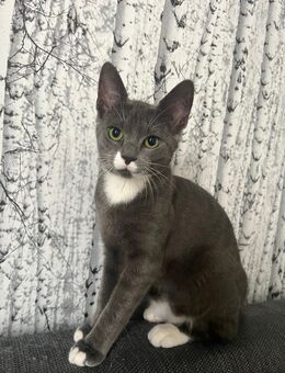 EKH Kitten abzugeben - Lünen Zentrum