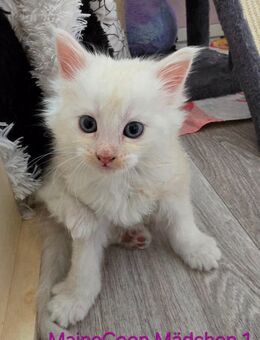 Reinrassige Maine-Coon kitten - Ferdinandshof