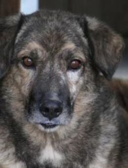 Ruhiger Senior Beghei sucht dringend - Kallmünz