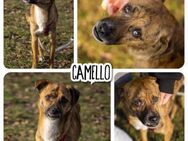 ❤️ Sanfter CAMELLO sucht seine Familie ❤ - Brieselang