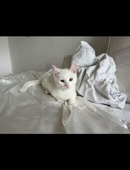 Katzen jungen suchen ein neues Zuhause - Berlin Friedrichshain-Kreuzberg