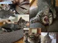 Bkh Kitten mix - Geslau