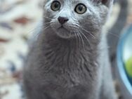 Russisch blau Kitten m.Abstammungsurkunde