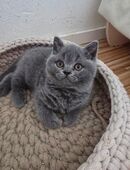 sehr verschmuste Britisch Kurzhaar Katze in 37318