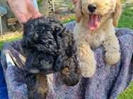 Goldendoodle Welpen zu verkaufen - Emlichheim