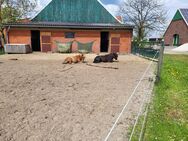Offenstallplatz/ Allergikerstall für Stute (bis 1,70m) - Raesfeld