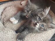 3 zuckersüße Maine Coon Mischlingskaterchen suchen ein neues Zuhause - Rudersberg