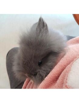 Reinrassige löwenkopf teddyzwecken 💕 - Minden Bärenkämpen