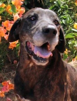 TIGRA sucht seine Herzensmenschen - Gefrees