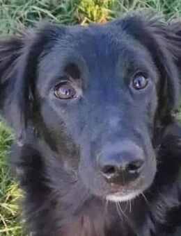 ❤️ superlieber Familienhund COOPER ❤️ - Mamming