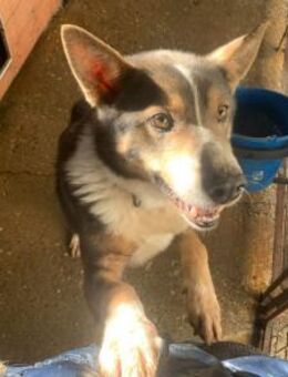 Fidibus sein sucht Für-immer-Zuhaus - München