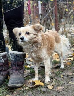 Jampi - ein Herz auf vier Pfoten - Heinsberg