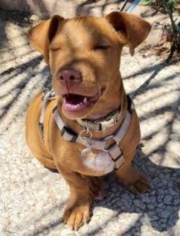 Bebo - süßer Mischling sucht Zuhause - Freudenstadt