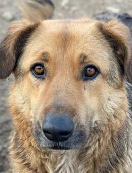 Yassin, geb. ca. 06/2020, GRIECHENLAND - Markdorf