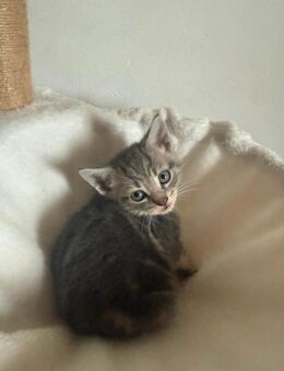 Verspielter Kater sucht neues Zuhause - Mogendorf