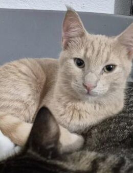 Süßer Kater 222845 sucht Dosenöffner - Köln