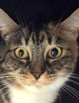 RUBIA-hübsche, sanfte Katzendame - Rösrath