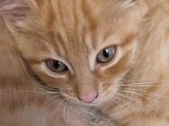 Wir drei Katzenkinder suchen unsere Herzensmenschen - Füssen