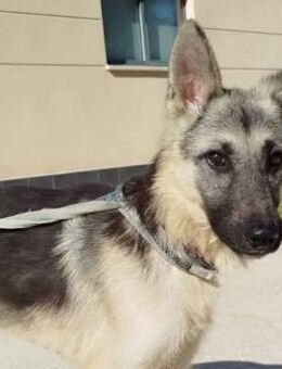 Levi sucht erfahrene Menschen - Donaueschingen