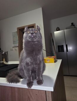 Mischling katzen - Vlotho Zentrum